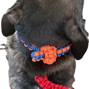 Vibrant Orange and Blue Dog Collar